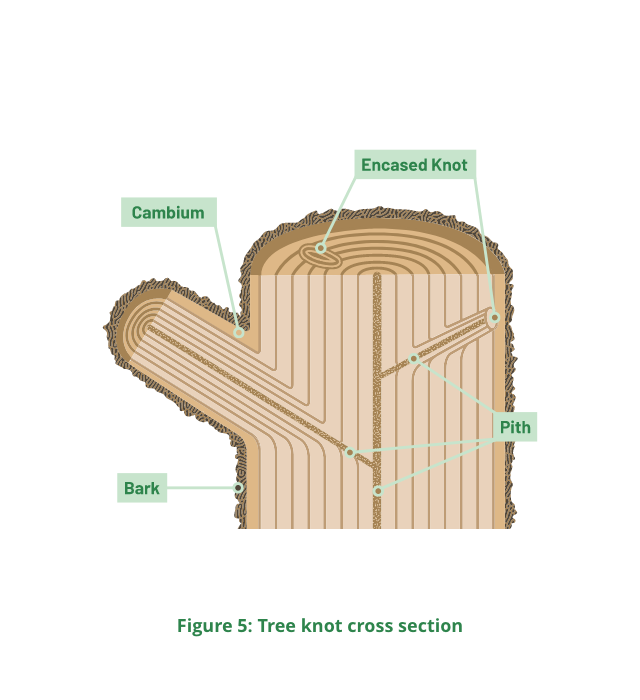 Knot-cross-section Illustration of cross-section of tree knots.
