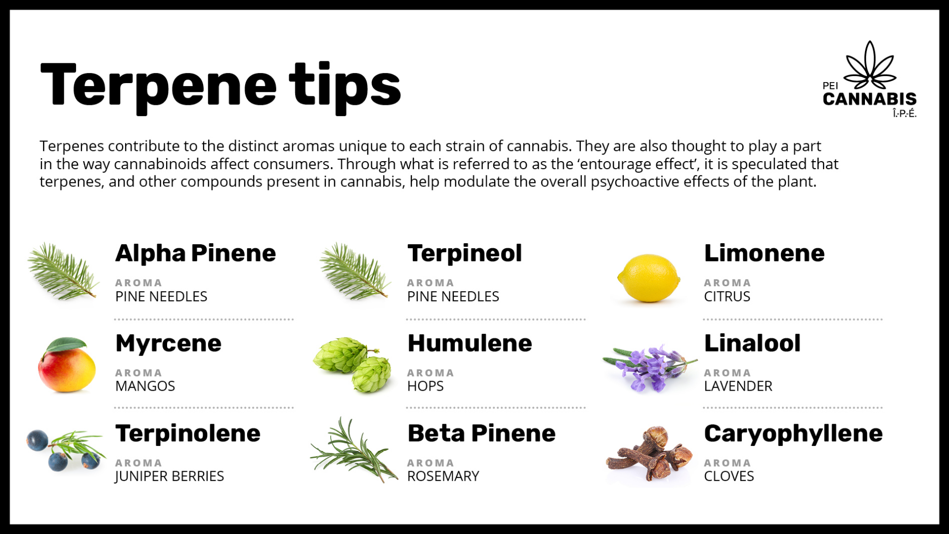 PEI Cannabis Terpene Tips Instructional directory of cannabis terpene profiles and their comparative aromas and flavours.