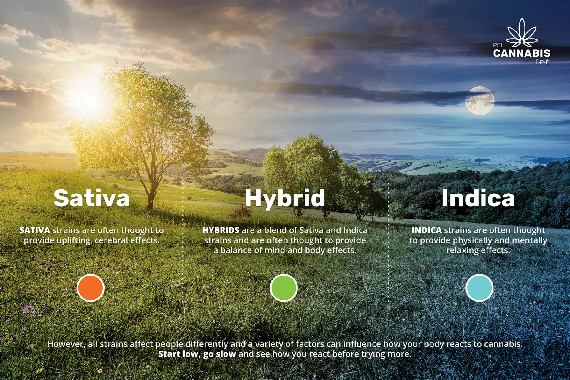 PEI Cannabis strain poster Poster comparing the effects of Cannabis strains with the diifferent times of the day.