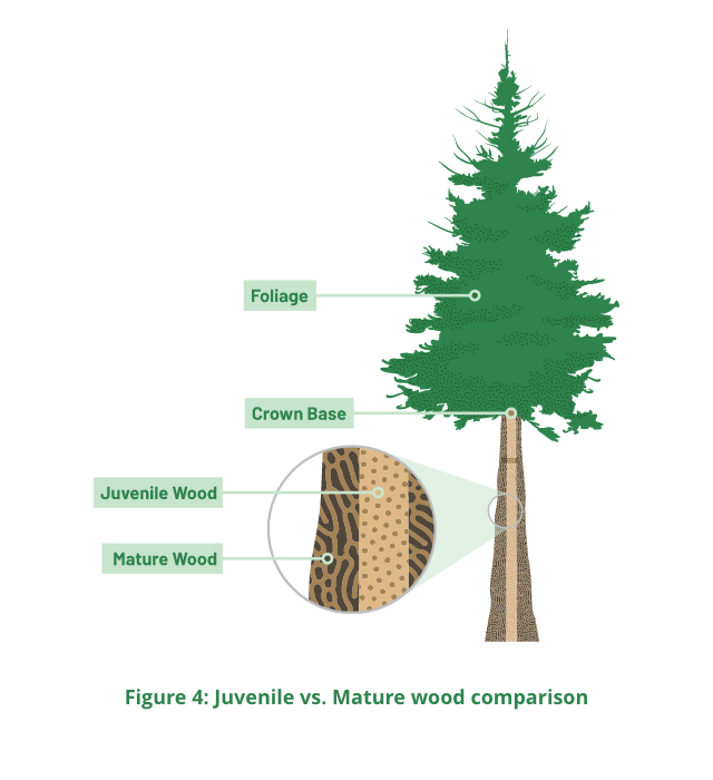 Wood-comparison Illustration of the cross-section of juvenile versus mature wood comparison.