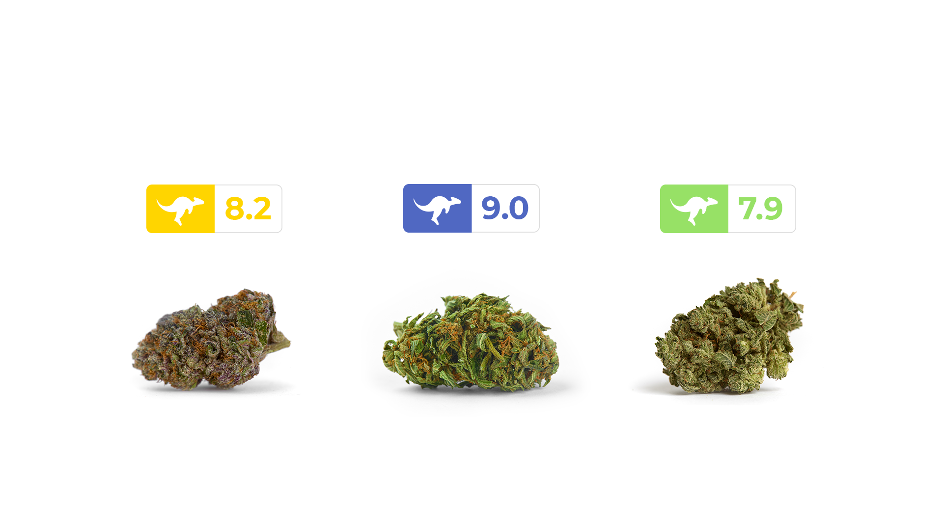 Canngaroo-Score-1 Three different strains of cannabis buds with varying Canngaroo scores.